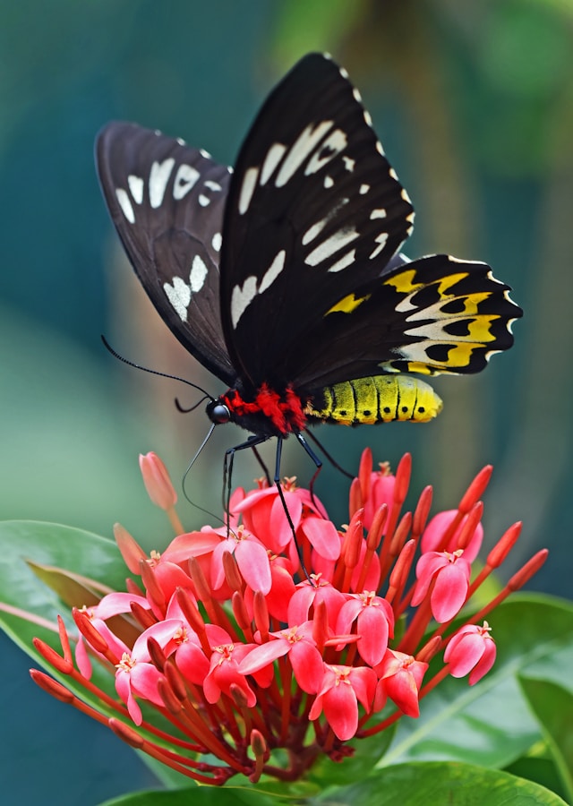 Butterfly picture by David Clode on Unsplash