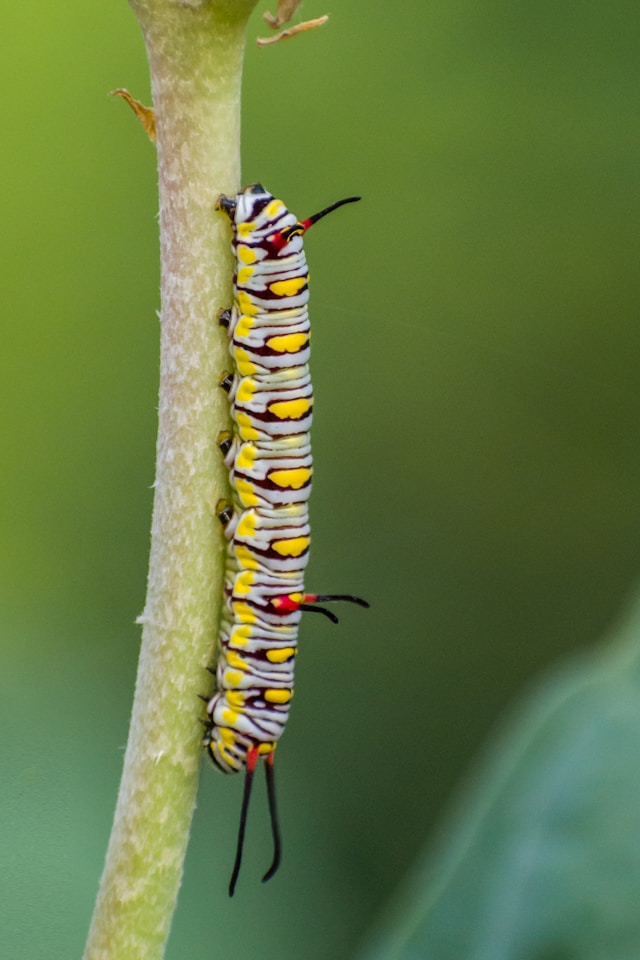 Caterpillar picture by Sonika Agarwal on Unsplash