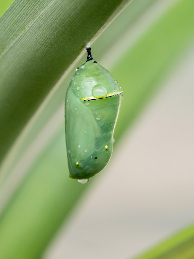 Cocoon picture by William Warby on Unsplash